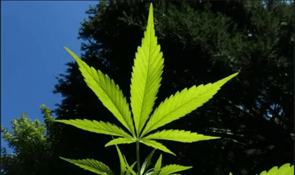 Ya opera la primera empresa de cannabis habilitada en Mendoza