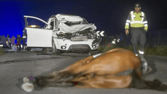 Un caballo murió tras ser embestido por una camioneta en la Ruta 40 en Tunuyán