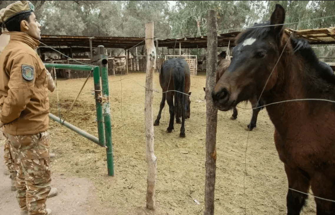 Secuestran seis cabezas de ganado en control de Pareditas